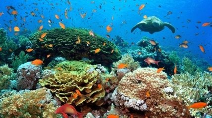 Гибель кораллов приведет к увеличению волн в океане