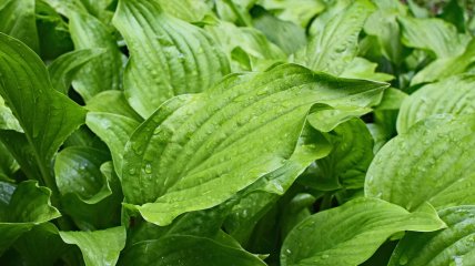 Як підготувати хости на зиму