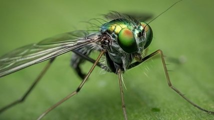 Стало известно, сколько процентов известных видов насекомых находятся на грани вымирания