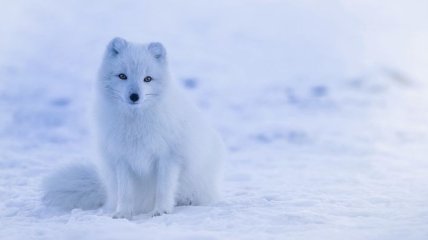 В Антарктиде пройдет марш за права животных (Фото)