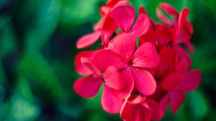 Натуральные удобрения для обильного цветения герани
