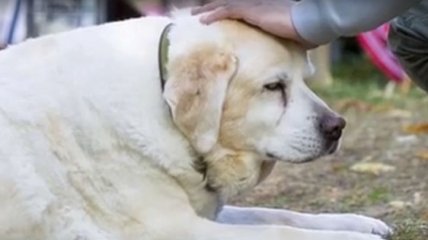 Новый Хатико: собака Джорджа Майкла до сих пор ждет хозяина у мемориала (Видео)