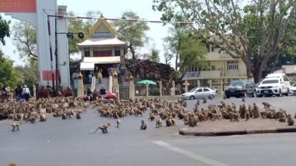 Сотни обезьян заполонили улицы опустевшего из-за коронавируса района Таиланда (Видео)