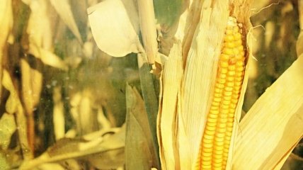 "Кукурузный скандал" - не повод для прямой угрозы немцам