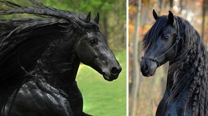 Самая красивая лошадь в мире - черный жеребец Фридрих Великий (Фото) 