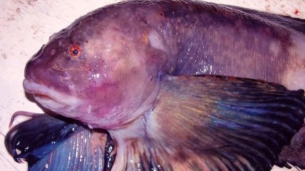 Ученые обнаружили рыбу на рекордно большой глубине