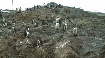 Школьники из Украины помогут ученым считать пингвинов