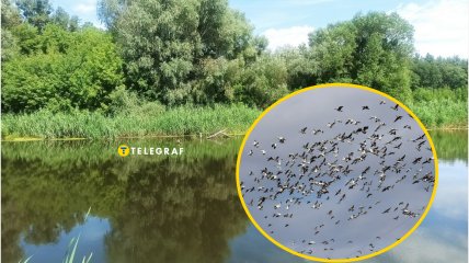 В Украине увидели редкую яркую птицу