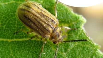 Аллергики скажут "спасибо": жуки могут уменьшать количество пыльцы амброзии в воздухе