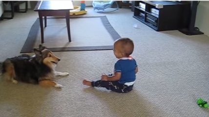 ВИДЕОпозитив: собака старается завлечь малыша в игру