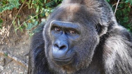 Скончалась старейшая горилла в мире