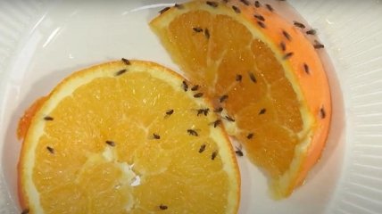 Літні комахи – жахлива проблема