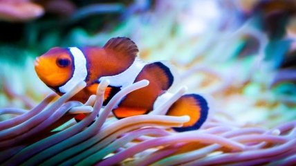 Ученые раскрыли секрет специфичной окраски рифовых рыб