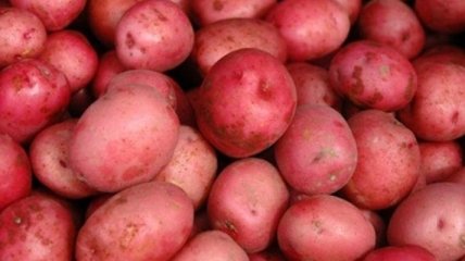 Чем полезен красный картофель