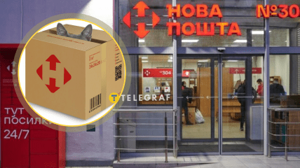 Коробки можуть привабити котів