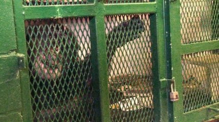 Защитники животных требуют признать шимпанзе личностью