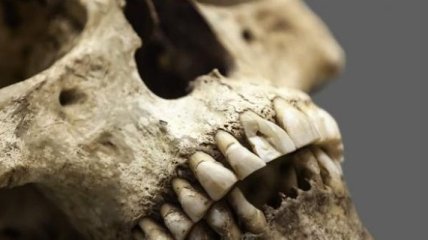 Ученые нашли смертоносный вирус в останках человека возрастом 4,5 тысячи лет