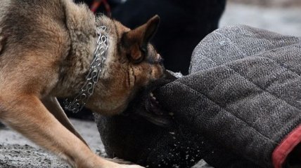 В Луганской области собака-сыщик нашла убийцу
