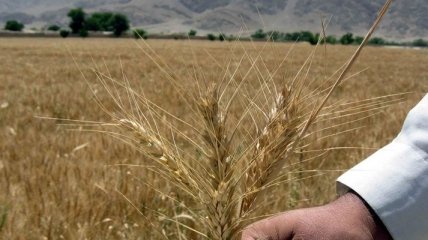 Почти 700 тысяч тонн ранних зерновых собрали в Крыму