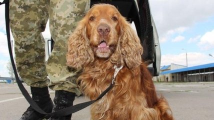 1300 собак помогают украинским пограничникам на службе