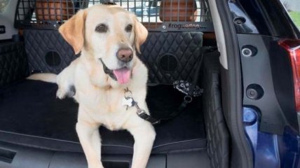 Nissan создает первый в мире багажник для собак (Фото)