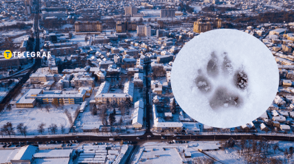 У Луцьку помітили хижака