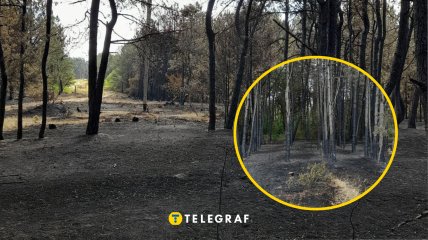 Лісова пожежа