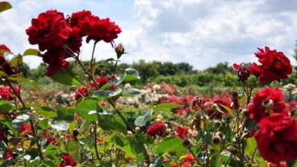 В Черкасской области зацвело огромное поле роз