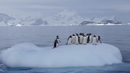 Пингвины качаются на краю льда