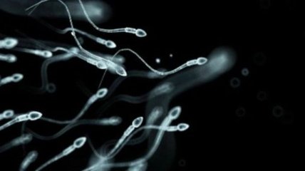 Великобританія хоче розпочати донарство сперми чоловіка після його смерті