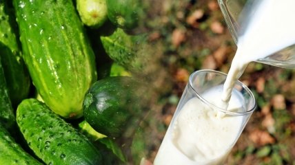 Молоко допоможе збільшити врожайність огірків
