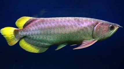 Расшифрован геном рыбы-дракона 