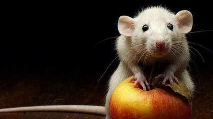 Исследователи обнаружили у мышей нейроны, связанные с ощущением голода
