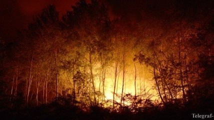 В Калифорнии горят тысячи гектаров леса