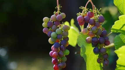 Медики назвали новое полезное свойство винограда