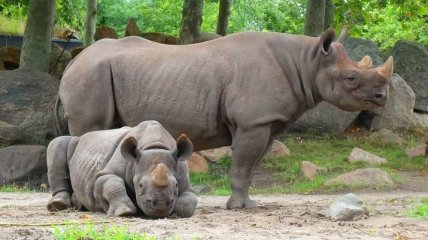 Уникальные поддельные рога смогут спасти носорогов от браконьеров
