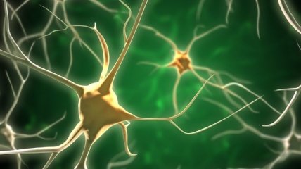 Биологи заставили активные нейроны светиться