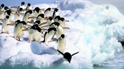 Ученым впервые удалось обнаружить птичий грипп у пингвинов