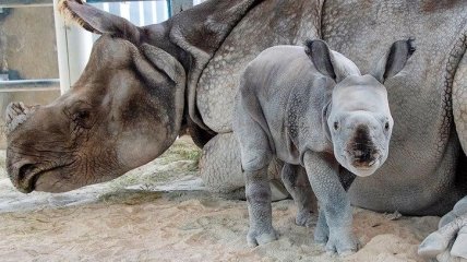 В американском зоопарке родился особенный носорог после искусственного оплодотворения