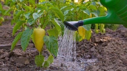 Как поливать перец для богатого урожая