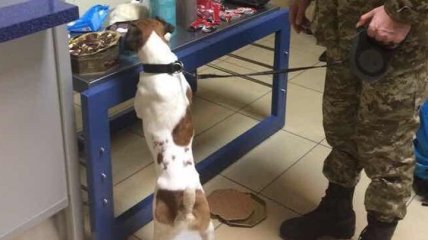 Служебный пес пограничников нашел кокаин в одесском аэропорту