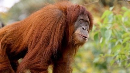 В США умер орангутанг, который первым выучил человеческий язык жестов