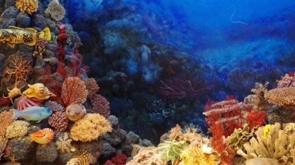 Коралловые рифы могут потерять половину кораллов из-за циклонов