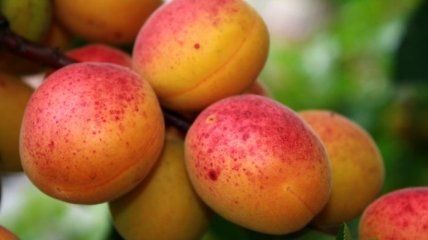 Ученые назвали самый полезный в мире фрукт