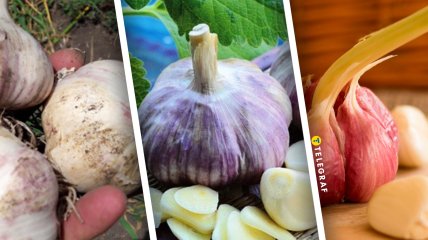 Чеснок Харьковский фиолетовый, Софиевский и Любаша - считаются лучшими в Украине