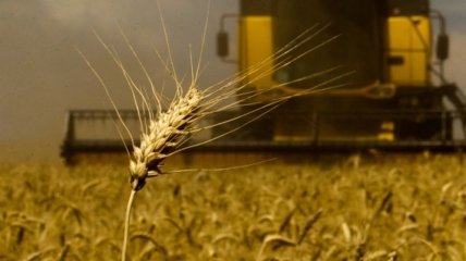 Производство зерна в Украине уменьшилось