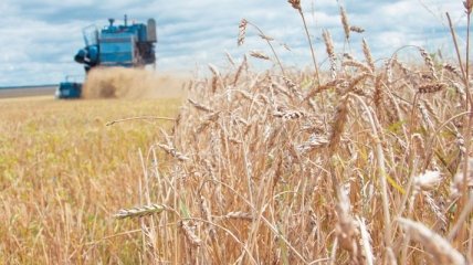 ФАО: Мировое производство зерновых сократится в 2012г на 2,2%