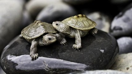 Ученые заявили об угрозе существованию целого вида черепах