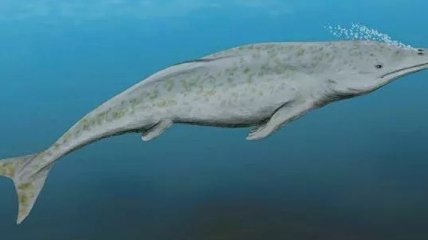 Обнаружен древний кит, который еще выходил на сушу