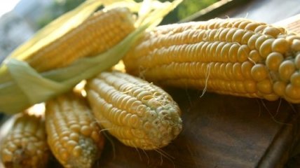 Украина рассчитается с Китаем кукурузой
